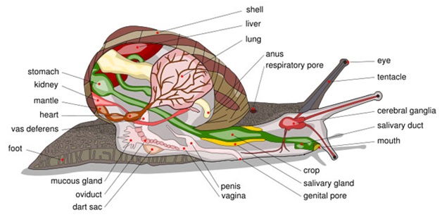 anatomia del caracol