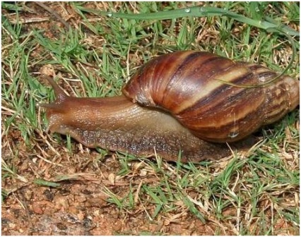 caracol africano